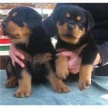 Super Adorable C.K.C Rottweiler Puppies For For Adoption