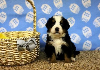 1 Boy 2 Girls Left!! Bernese Mountain Image eClassifieds4u