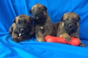 Belgian Malinois PUPPIES - Image eClassifieds4u