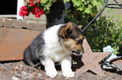 Female For Sale Pembroke Welsh Corgi Image eClassifieds4u