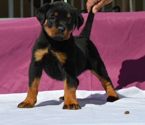 Gorgeous F1 Rottweiler Puppies Image eClassifieds4u