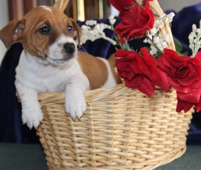 Gorgeous Jack Russell Puppies Image eClassifieds4u