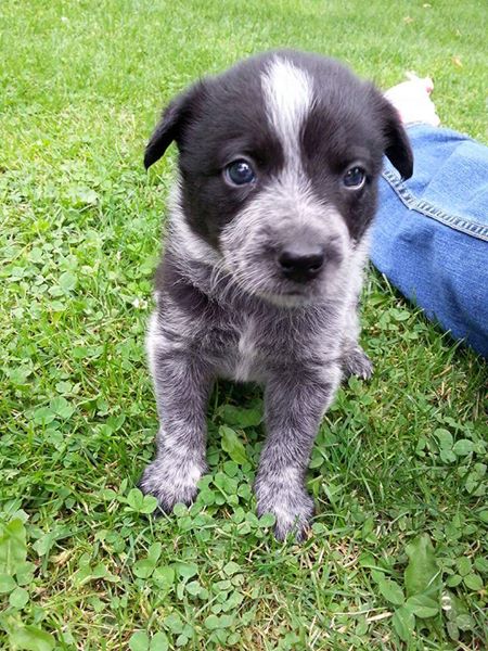 Home raised border heeler puppies for rehoming Image eClassifieds4u