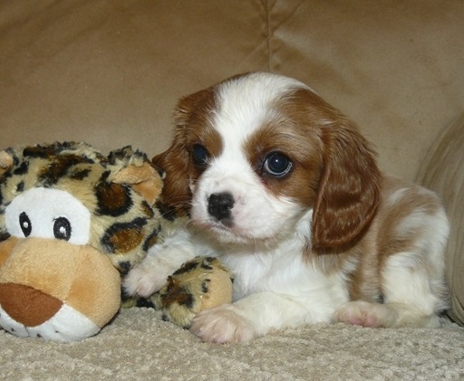 Loving Homes Only Cavalier King Charles Spaniel Image eClassifieds4u