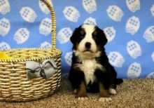 1 Boy 2 Girls Left!! Bernese Mountain Image eClassifieds4U