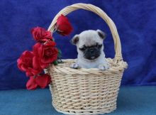 Amazing Pure Bread PUG Puppies Image eClassifieds4U