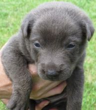 Dutch Shepherd Puppies For Sales Image eClassifieds4U