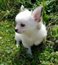 F1 Chihuahua Puppies Image eClassifieds4U