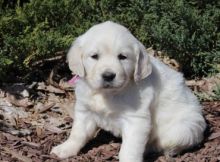 Golden Retriever Puppies 5* Image eClassifieds4U