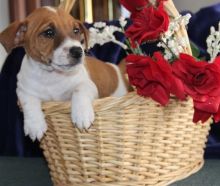 Gorgeous Jack Russell Puppies Image eClassifieds4U