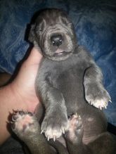 Great dane X Grayhound Image eClassifieds4U