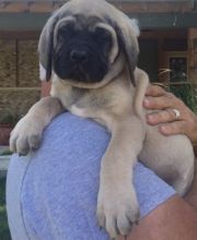 Mastiff Puppies Image eClassifieds4U