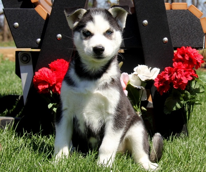 Neibull Puppies Avilable 1 Girl 2 Boys Image eClassifieds4u