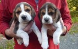 NICE AND HEALTHY C.KC. BEAGLE PUPPIES FOR ADOPTION Image eClassifieds4u