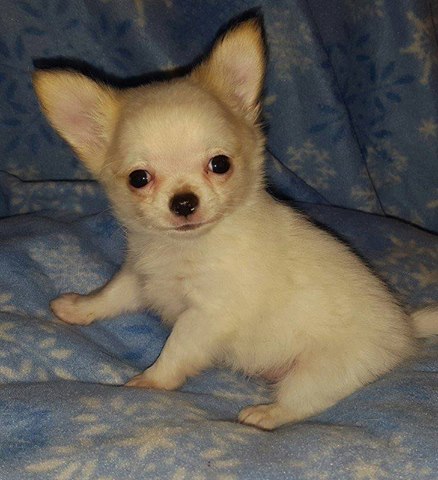 Pomeranian Puppies Image eClassifieds4u
