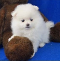Quality Kc Reg pomeranian Puppies Image eClassifieds4u