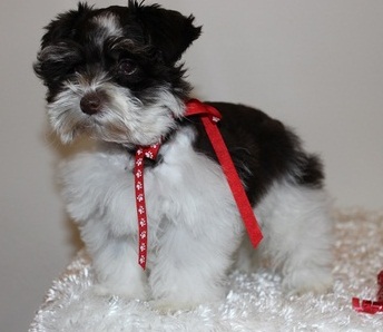 Rainbow Litter Kc Mini Schnauzer Puppys Image eClassifieds4u