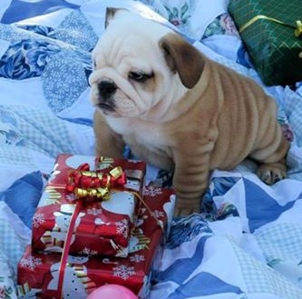 Stunning F1 English Bulldog Pups Ready Now Image eClassifieds4u