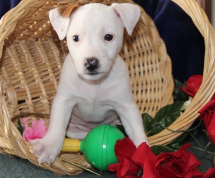 The Elite Jack Russell Team With World Famous Blood Lines Image eClassifieds4u