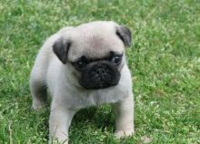 Young and Active Fawn/Black Pug puppies For Sale. (415) 323-0593 ??( mercydurbins002@gmail.com )