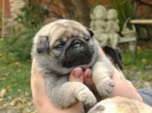 Impressive Pug Puppies Available Now (415) 323-0593