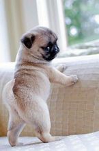Outstanding Fawn Pug puppies Available Now. (415) 323-0593 **( mercydurbins002@gmail.com )
