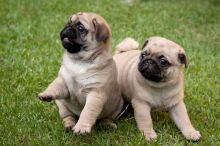 Social Pug puppies Fawn and Black puppies now availble ~!~ (415) 323-0593