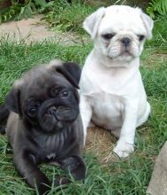 Well Trained And homely brought up Pug Puppies. (415) 323-0593 ^ ( mercydurbins002@gmail.com )