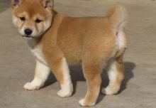 FANTASTIC C.K.C SHIBA INU PUPPIES AVAILABLE FOR ADOPTION Image eClassifieds4u 1