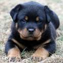 Nice rottweiller puppies text or call me at (612) 255-7618 Image eClassifieds4u