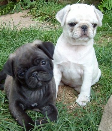 Well Trained And homely brought up Pug Puppies. (415) 323-0593 ^ ( mercydurbins002@gmail.com ) Image eClassifieds4u