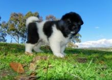 Akita with good characteristics and colors