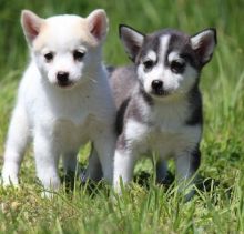 Alaskan klee kai puppies with up to date shots