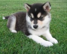 Alaskan Malamute puppies for special homes