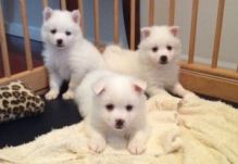 American Eskimo puppies