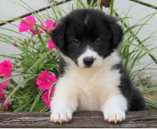 Border Collie puppies for adoption
