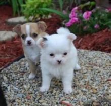 Both male and female chihuahua puppies available