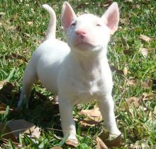 BULL TERRIER PUPPIES WITH OUTSTANDING PERSONALITIES
