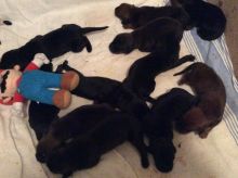 Puppies for sale - coon hound/cane corso