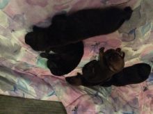 Puppies for sale - coon hound/cane corso