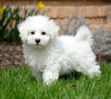 Clean {purewhite} Bichon Frise pups for rehoming
