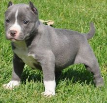 Energetic and sociable American Pitt Bull Terrier pups