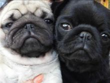Energetic and sport-if Pug puppies now available for sporters and pet lovers (415^*) 323 & 0593