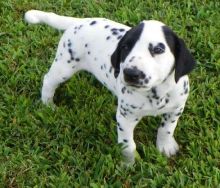 Four Dotted Dalmatian puppies for good pet lovers