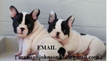 French Bulldog puppies for rehoming.