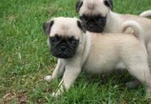 Fresh and healthy Pug puppies with good hairskin. at (415) 323-0593 )