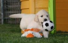 Golden Retriever puppies ready now