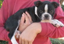Good looking Boston Terrier puppies with outstanding personalities