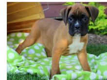 Good looking Boxer puppies with both ckc and akc registration papers