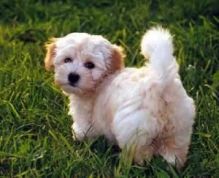 Havanese puppies with special coloration